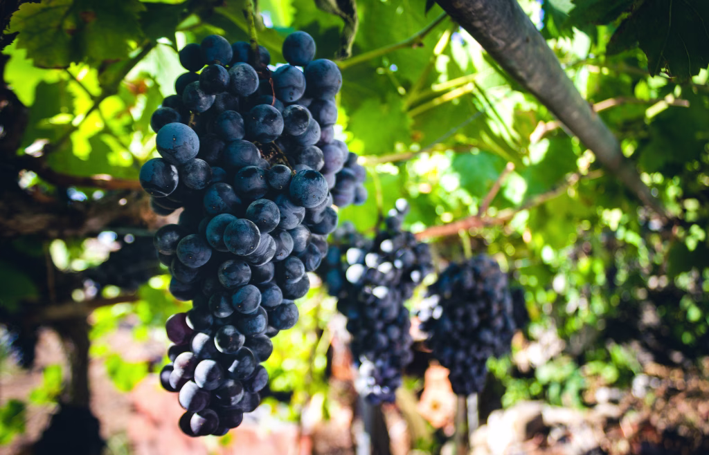 black grapes hanging on the vine in algarve