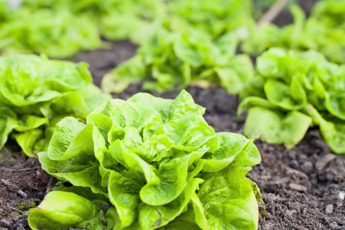 Colourful Winter vegetable garden greenhouse with winter crop - lettuce, cabbage, beet greens and Swiss chard. All year round fresh leaves for salad.