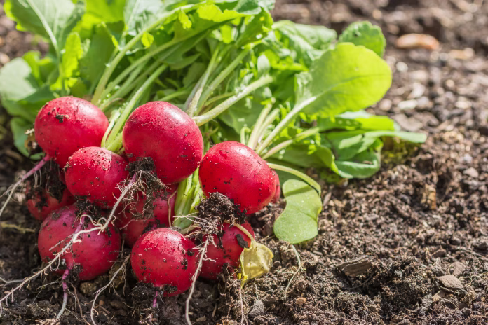 Self-catering, vegetable garden