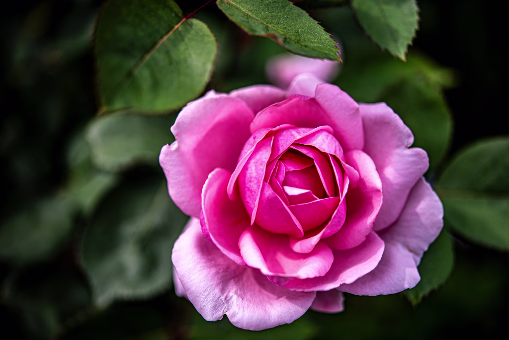 Champagne pink roses are blooming.