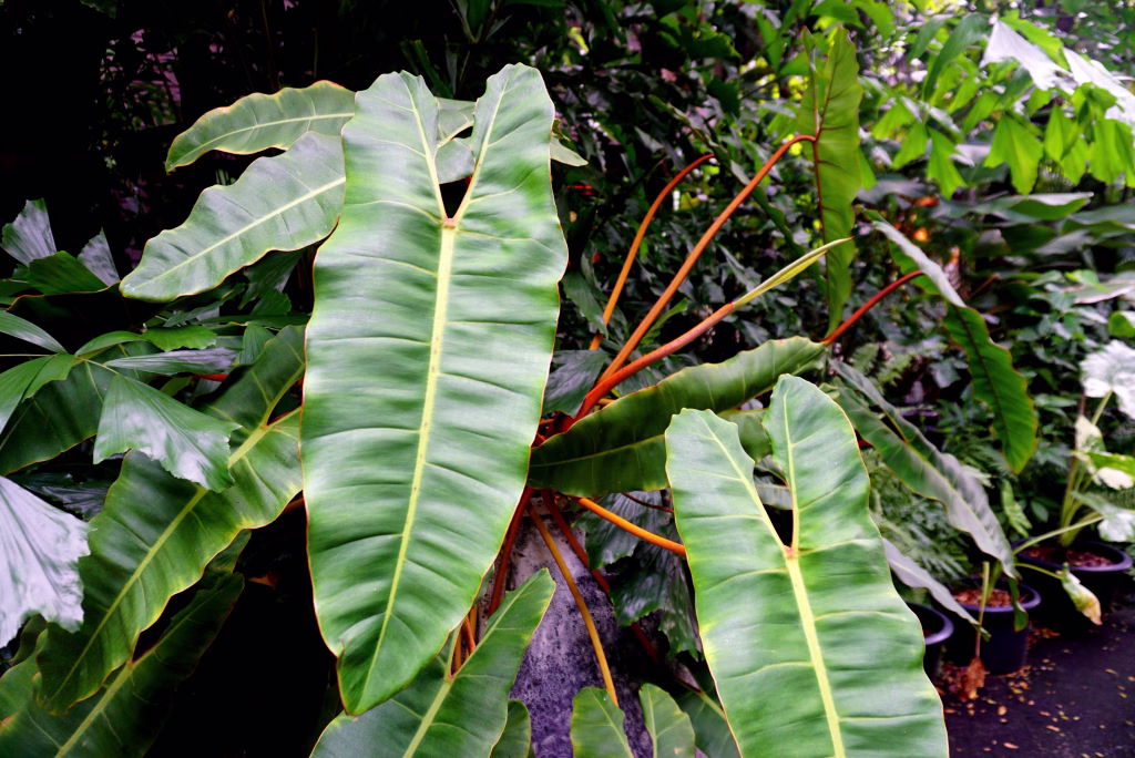Close up shot of plant name Philodendron billietiae