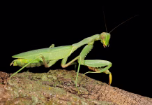 Ali so bogomolke nevarne in kako se jih znebiti okoli doma? Common green mantis (Sphodromantis gastrica) on a branch, South Africa