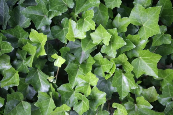 full frame detail of fresh green ivy leaves