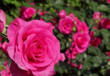 Pripravite vrtnice na zimo: ti triki zagotavljajo ‘cvetni razcvet’ spomladi Roses blooming in a Japanese rose garden