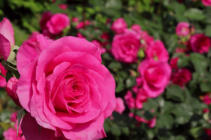 Roses blooming in a Japanese rose garden