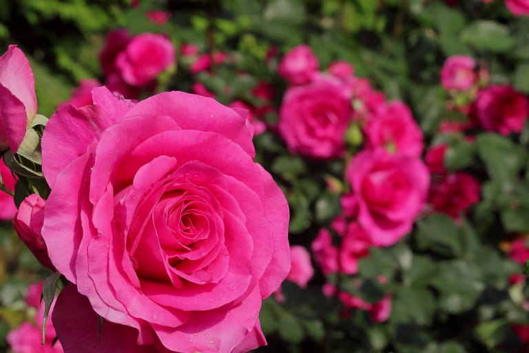 Roses blooming in a Japanese rose garden