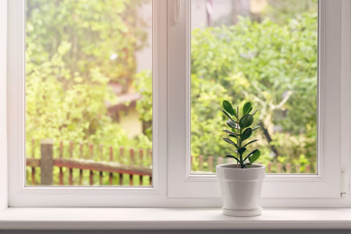 crassula flower in white pot on windowsill
