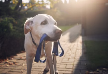 Pes na verigi? Od danes naprej vas lahko stane več kot povprečna mesečna plača Dog waiting for walk. Old labrador retriever holding leash in mouth on sidewalk in front of house.
