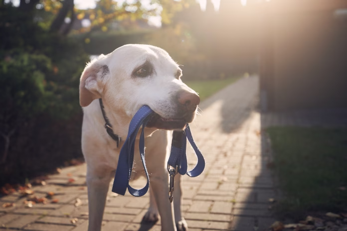 Dog waiting for walk. Old labrador retriever holding leash in mouth on sidewalk in front of house.
