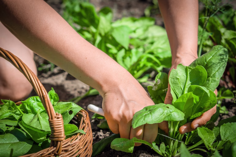 Farmer in the garden picking spinach, bio fresh organic vegetable, harvest on farm