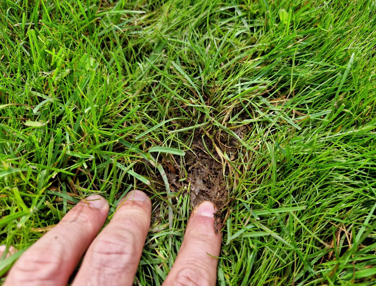 overly wet and damp muddy turf is prone to rotting without access to air beneath the muddy soil, scarifying