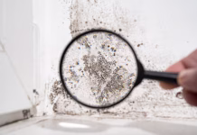 Vlaga in plesen na vidiku: rešitve za trajno sanacijo view through a magnifying glass. white wall with black mold. dangerous fungus that needs to be destroyed. It spoils look of house and is very harmful parasite for human health.