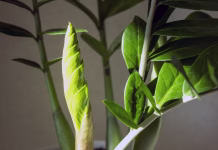 Rastlina, ki prinaša denar v hišo: dajte ji malo piva in opazujte, kako bujno raste Zamioculcas Zamifolia - dollar tree. Zamioculcas with fresh new leaves in the pot. New leaf at the home flower.