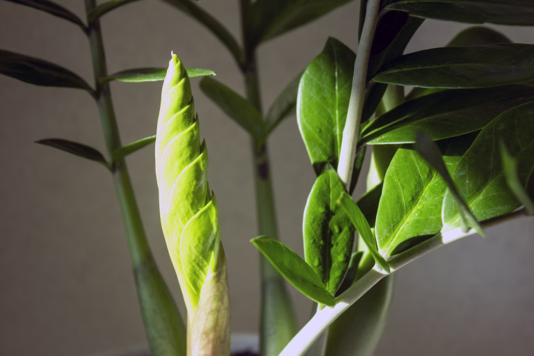 Zamioculcas Zamifolia - dollar tree. Zamioculcas with fresh new leaves in the pot. New leaf at the home flower.