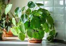 Rastlina, ki naj bi v dom prinašala gore denarja: preverite, kam jo postaviti Closeup of trendy Pilea peperomioides houseplant in terracotta pot at sunlight at kitchen home. Chinese money plant. Indoor gardening, hobby concept