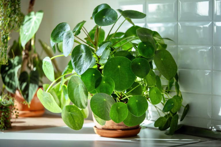Closeup of trendy Pilea peperomioides houseplant in terracotta pot at sunlight at kitchen home. Chinese money plant. Indoor gardening, hobby concept