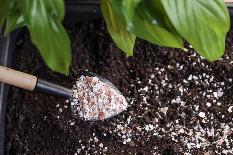 Fertilizer for Flowers Eggshells. Organic waste, Bio Compost waste recycling concept