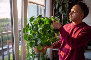 Focused man florist examing of Pilea peperomioides houseplant. Male inspects leaves of Chinese money plant for dust, taking care. Green hobby at home.