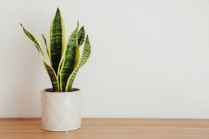Sansevieria laurentii (Dracaena trifasciata, mother in law tongue, snake plant) against white background