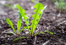 Pozabite na puljenje plevela: takoj ko pride pomlad, potresite le eno sestavino Sunlit dandelion greens in the garden