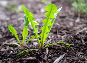 Pozabite na puljenje plevela: takoj ko pride pomlad, potresite le eno sestavino