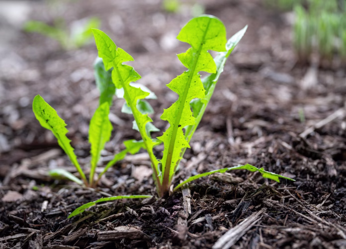 Sunlit dandelion greens in the garden