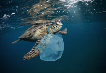 Skrita rana Tihega oceana: južni Pacifik se tiho polni s plastiko Underwater concept of global problem with plastic rubbish floating in the oceans. Hawksbill turtle in caption of plastic bag