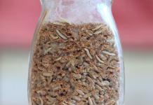 Kuhinjski molji vas lahko drago stanejo Also known as weevil moth, pantry, flour or grain moth.