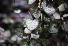 Rešitev za dom: rastlina, ki prinaša denar in srečo, uspeva tudi začetnikom Ceropegia woodii also known as chain of hearts, collar of hearts, string of hearts, rosary vine, hearts-on-a-string, and sweetheart vine.