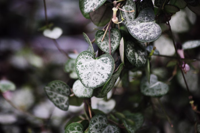Ceropegia woodii also known as chain of hearts, collar of hearts, string of hearts, rosary vine, hearts-on-a-string, and sweetheart vine.