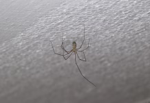 Kako pregnati pajke v 5 korakih, brez velikih stroškov Pholcus opilionoides hanging on the plaster of a house wall