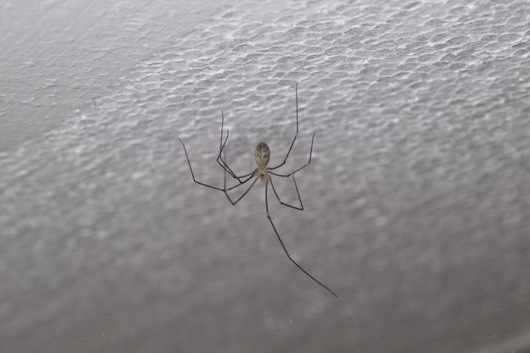Pholcus opilionoides hanging on the plaster of a house wall