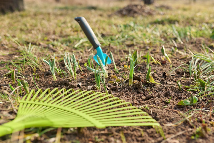 Spring seasonal gardening, rake cleaning close-up. Rake cleaning backyard flower bed with sprouting spring flowers