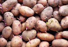 Trik, ki prepreči kaljenje in izsuševanje krompirja: shranite ga v takšno škatlo in pokrijte s časopisnim papirjem Sprouting seed potatoes ready for planting background. Background from potatoes.