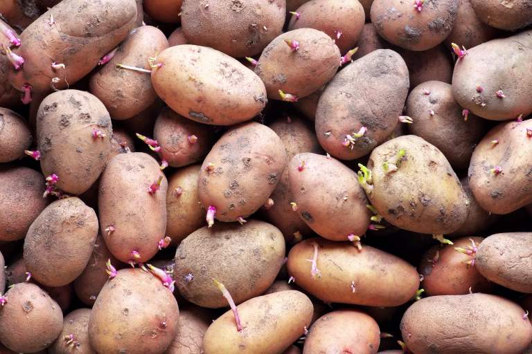 Sprouting seed potatoes ready for planting background. Background from potatoes.