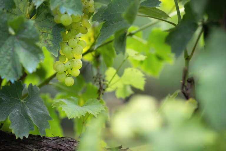 A close-up of yellow grapes growing on a vine, surrounded by lush green leaves. The image captures the freshness and natural beauty of the grapes in a vineyard setting.