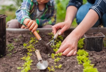 Te rastline so pravi čudež: ko jih enkrat posadite na vrt, boste pridelek pobirali še leta Child and mother gardening in vegetable garden in the backyard