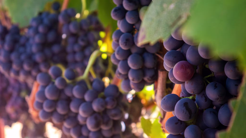 Close-up macro shot of Zinfandel grapes grown for wine, ripening on the vine in a vineyard in Sonoma County, California, in late summer