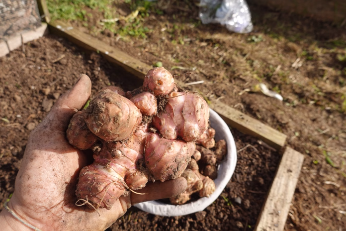 Close-up of a farmer's hand holding a cluster of freshly dug jerusalem artichokes, with more in a bowl and soil in the background