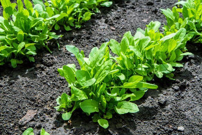 Natural lush sorrel leaves in the vegetable garden. Growing organic greens on the farm.