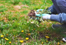 Trik, ki uniči plevel: ena stvar ga odstrani brez kemije, vrt ostane čist več mesecev Remove weeds to maintain green lawn
