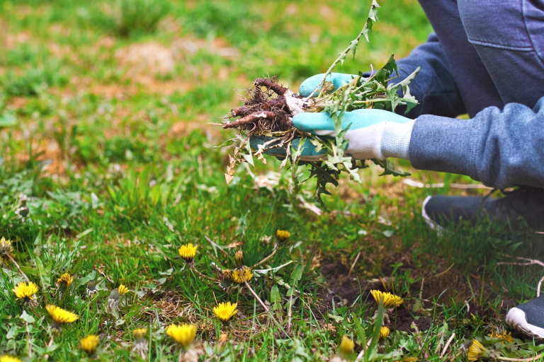 Remove weeds to maintain green lawn