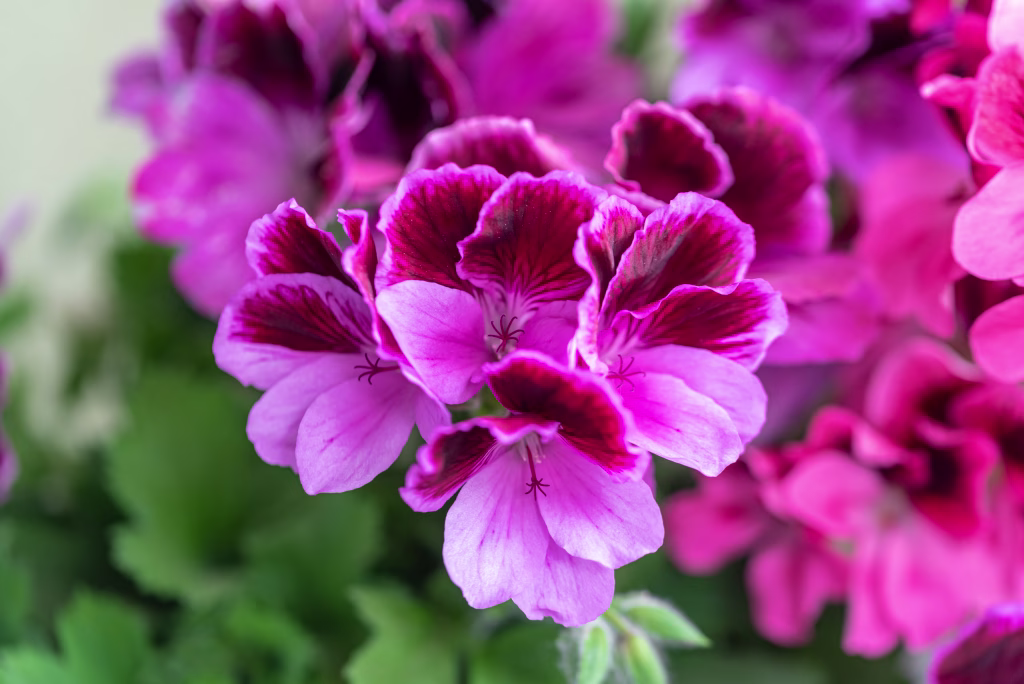 the pink Pelargonium springtime flowers