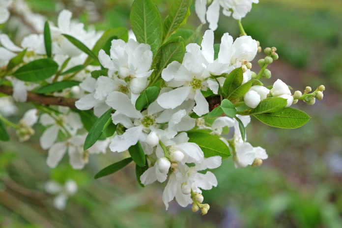 White Exochorda macrantha, or pearl bush 'The Bride' in flower.