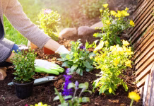 9 rastlin, ki jih sadimo marca: vsako leto znova oživijo in cvetijo več mesecev woman planting flowers in backyard garden flowerbed