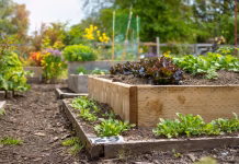 Opravila na vrtu aprila: teh 7 vrst zelenjave morate posaditi čim prej Multi Level wooden planter boxes filled with vegetables and flowers. In focus red salad and beets. Selective focus with defocused garden foliage.