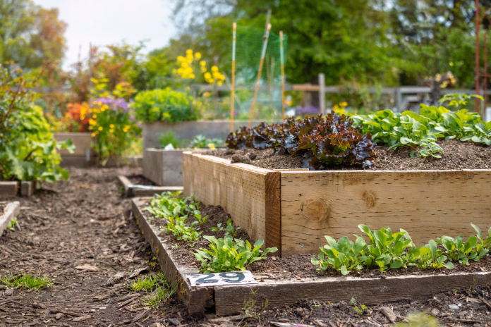Multi Level wooden planter boxes filled with vegetables and flowers. In focus red salad and beets. Selective focus with defocused garden foliage.