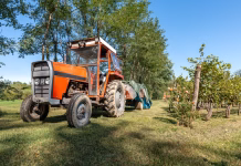 Za gorske kmetije v Sloveniji razpisali 10 milijonov evrov nepovratnih sredstev Old red tractor with trailer parked beside vineyard rows during grape harvest season on a sunny rural day.