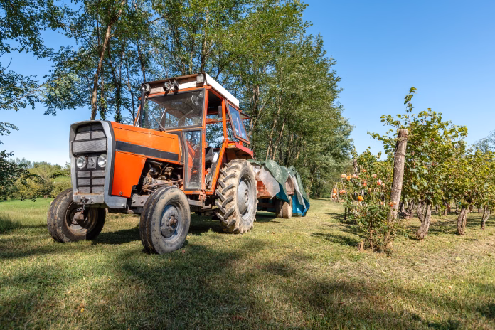 Old red tractor with trailer parked beside vineyard rows during grape harvest season on a sunny rural day.