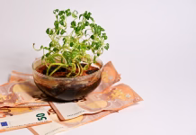 10 rastlin, ki v dom in pisarno privabljajo denar ter blagostanje Plant Growing with Money Representing Financial Growth, Investment and Wealth Concept